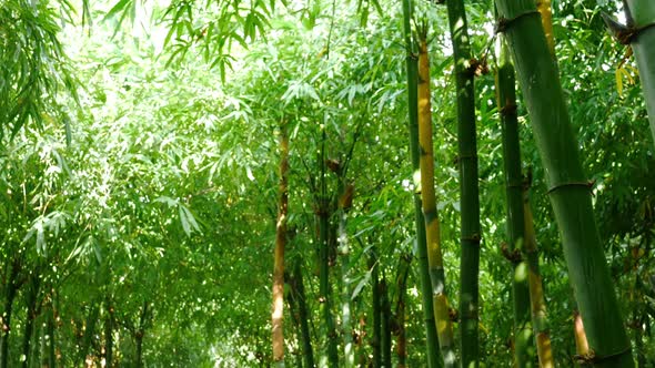 Bamboo Tree in Forest 