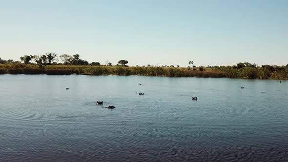 Hippo Swimming, Then Ducking Underwater in a River, Okavango Delta, Botswana, Africa. Aerial  View o