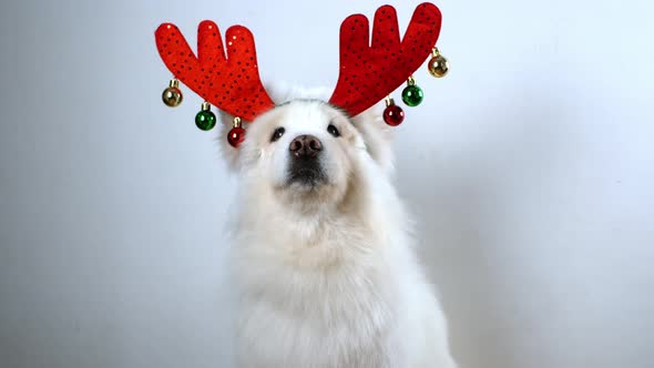 The white dog is dressed in a Christmas costume with reindeer antlers.Christmas dog - Santa's helper