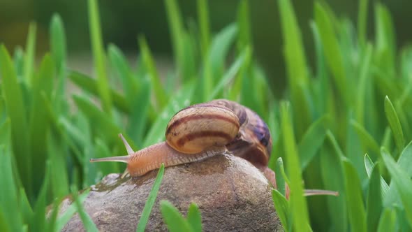 Snail Crawls Along Green Grass In Rain