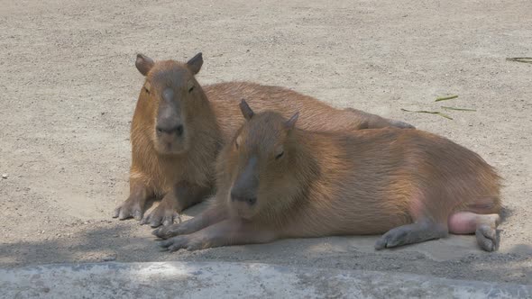 Two Capybaras Lying on the Ground in the Shade on Sunny Day