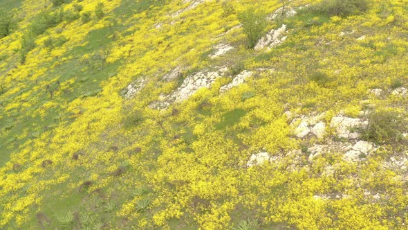 Field of blooming Golden alyssum Aurinia saxatilis flowers 4K aerial video