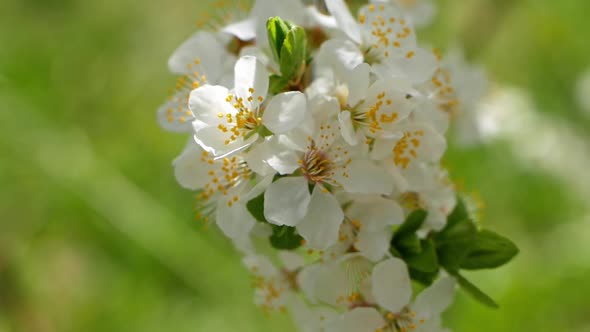 White blooming buds on a tree in early spring in the garden.