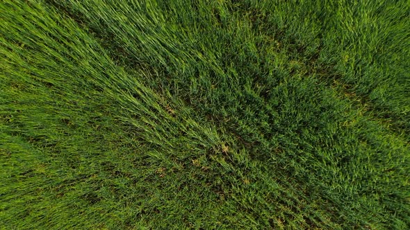 Aerial View From the Top View, Green Ears Developing in the Wind.