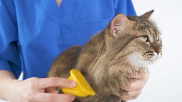 A doctor in a blue coat combs the fur of a cat with a furminator