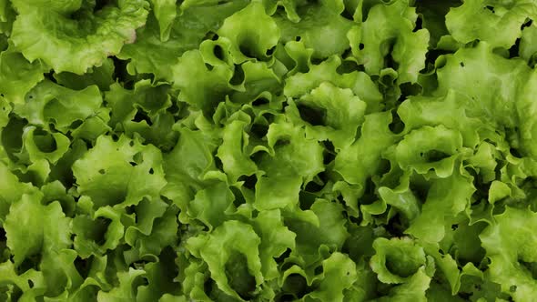 Green lettuce leaves growing on garden bed