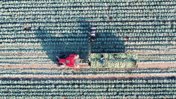 Conveyor Tractor is Riding Along the Cabbage Field During Harvesting