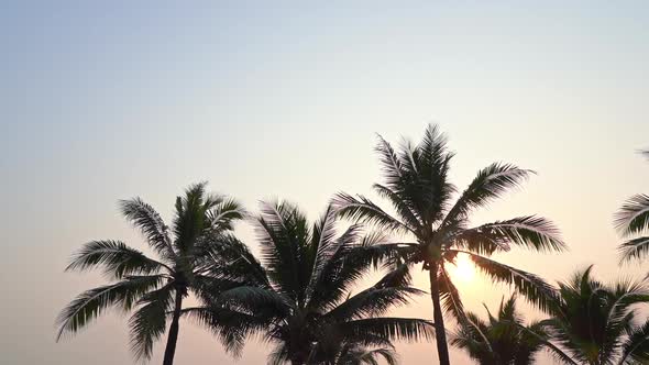 Beautiful tropical coconut palm tree leaf with sunset around sea beach