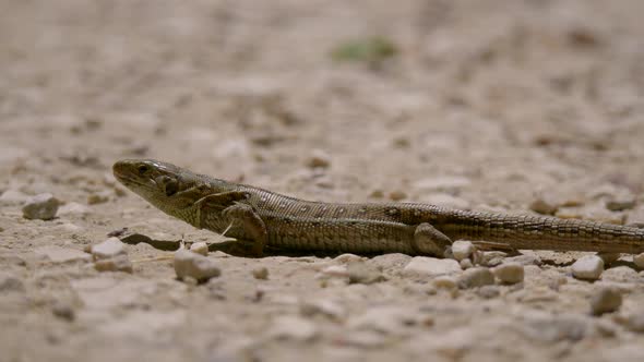 Close up of wild lizard resting on dry stony ground during sunlight. Lizard species in wilderness.