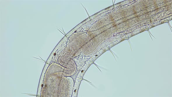 Worm Polychaeta Polyophthalmus Sp