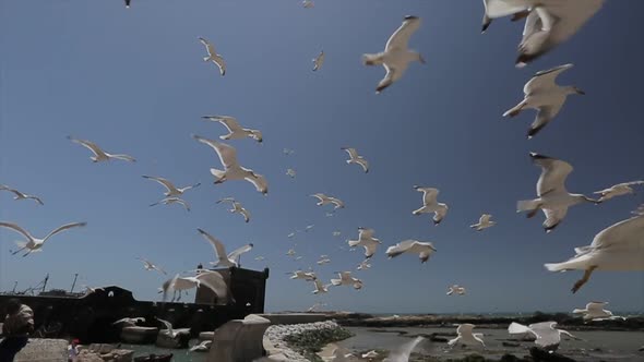 Seagulls flying close in essaouira