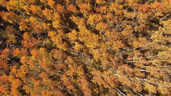 Rotating aerial view flying down to the forest viewing colorful Fall leaves