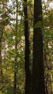 Vertical Video of a Forest in an Autumn Day