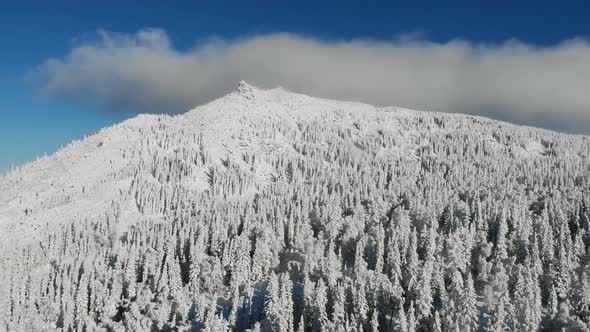 Aerial View of Frozen Forest with Snowcovered Trees on Mountain in Winter