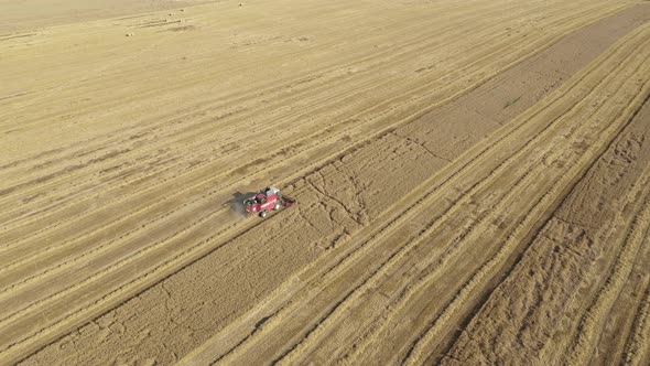 Farmer On Combine Harvest Ripe Wheat Grain In Agricultural Field Aerial View