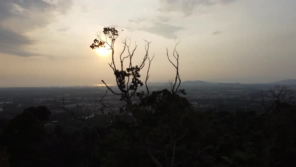 Silhouette tracking bare tree