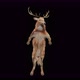 55 Deer Dancing 4K - VideoHive Item for Sale