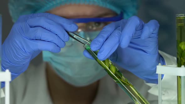 Chemist Adding Reagent Into Plant Sample in Tube, Studying Genetic Breeding