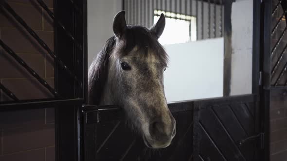 Gray Horse in a Stall in the Stable