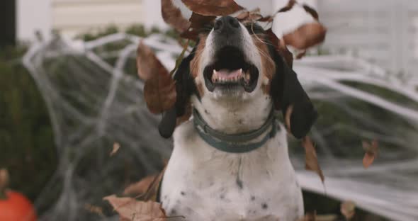 Dog Playing In Fall Leaves