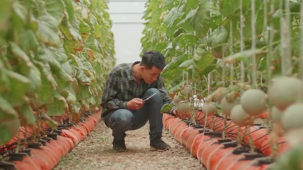 Man Agronomist Farmer With Digital Tablet Computer In Green House Of Melon Farm