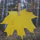 Yellow Maple Leaf On The Background Of The Autumn Forest - VideoHive Item for Sale