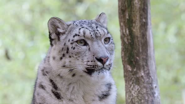 Snow leopard - Irbis (Panthera uncia).