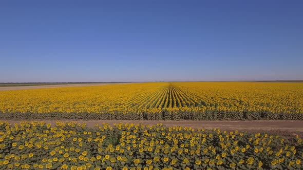 Sunflower Field In Summer