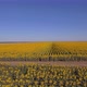 Sunflower Field In Summer - VideoHive Item for Sale