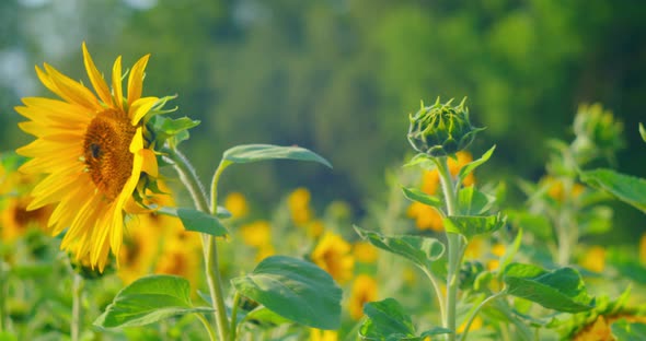 Vibrant Yellow Flowers Growing in Garden Heads Moving in Slow Wind Blurred Evening Trees Background