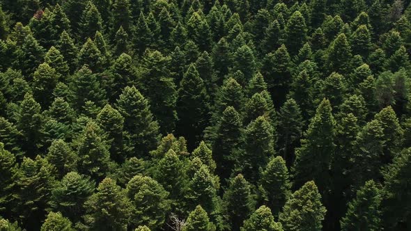 Forrest Aerial View