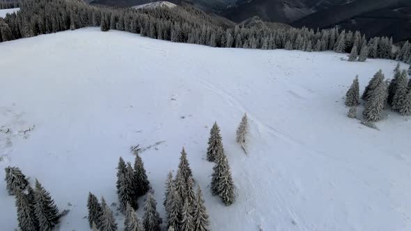 Flying Above Snow Covered Pine Forest Unveiling Mountain Range