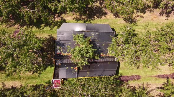 Cherry Harvesting Using An Equipment In Leelanau County Michigan, Traverse City During Cherry Festiv