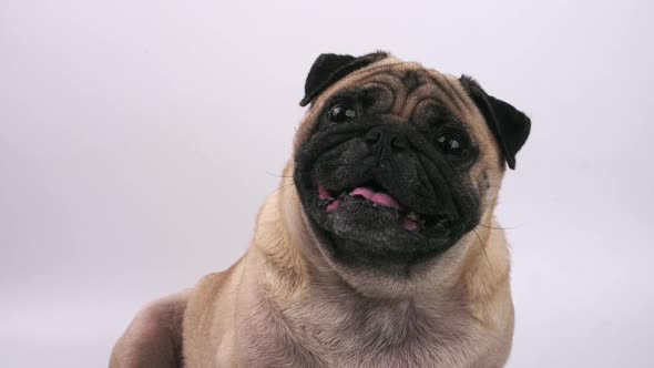 Close up of cute pug dog making funny face on a white background