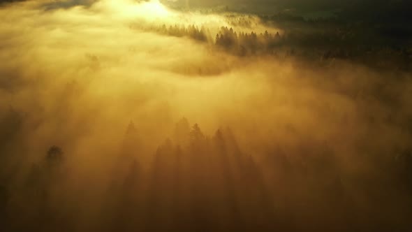 Flying over a foggy autumn forest