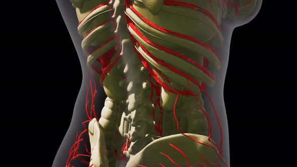 Science Anatomy of Human Blood Vessels alt