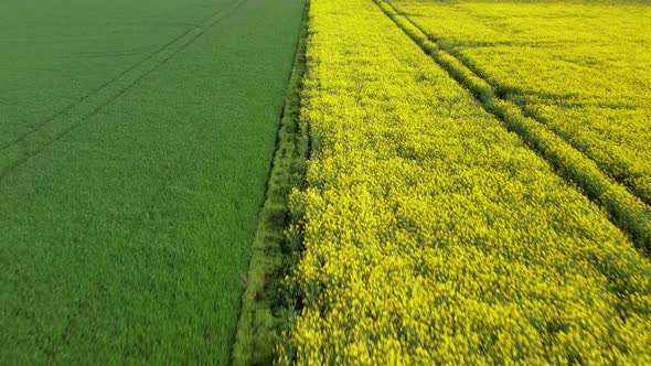 Nice drone view of green and yellow fields, Sweden
