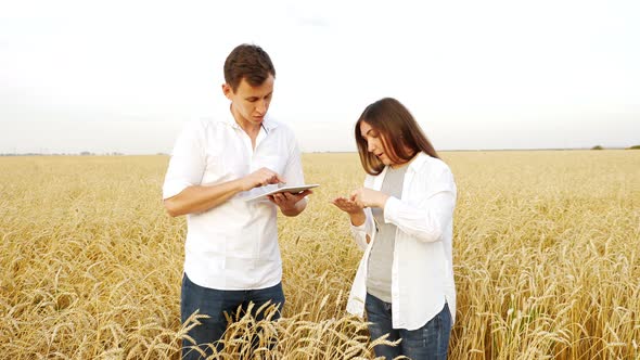 Woman and Man with Tablet Studying Wheat in the Field