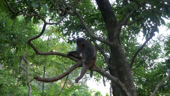 A wild Rhesus monkey, formally known as Rhesus Macaque, sits on a tree branch at Shing Mun park in H