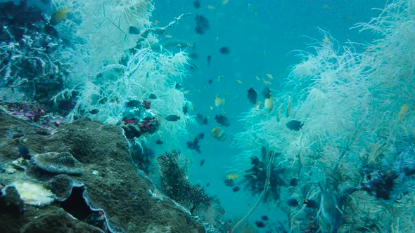 Coral Reef with Fish Underwater. Leyte, Philippines.