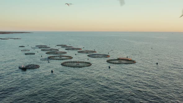 Cage Farming of Fishes in Open Seas