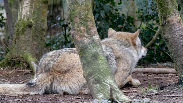 Adult Wolve Hiding Behind the Trees in the Forest