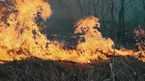 Fire in the Forest Burning Dry Grass Trees Bushes Flame and Smoke Wildfires