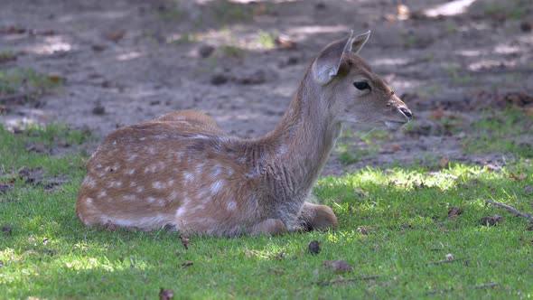 Cute baby Deer lying on grass field and waving ears - hearing noises of nature - Close up