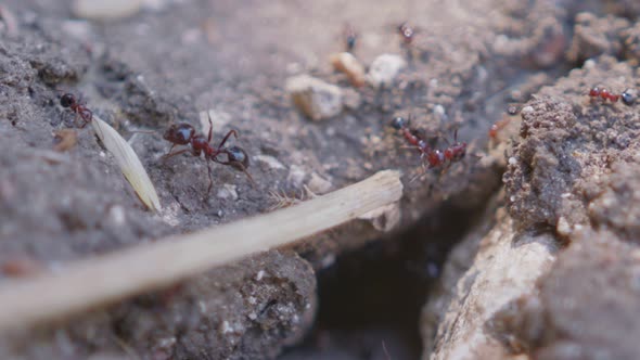 Macro footage of large black ants working by the nest - dragging food inside