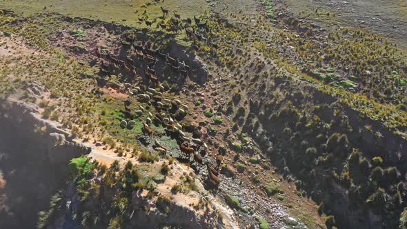 Aerial drone shot flying over a herd of llamas and sheep travelling across fields in the Andes Mount