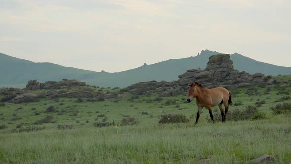 Real Wild Przewalski's Horse in Natural Habitat