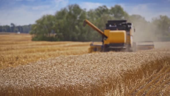Harvesting of wheat in season. Harvesting is process of gathering ripe crop from the fields