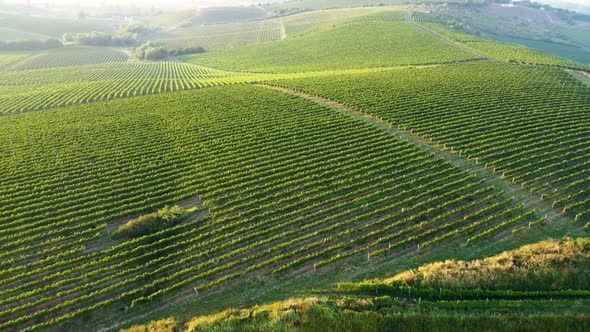 Aerial View of a Growing Vine Terrace on the Hill