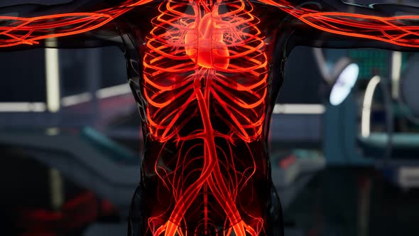 Science Anatomy Scan of Human Blood Vessels
